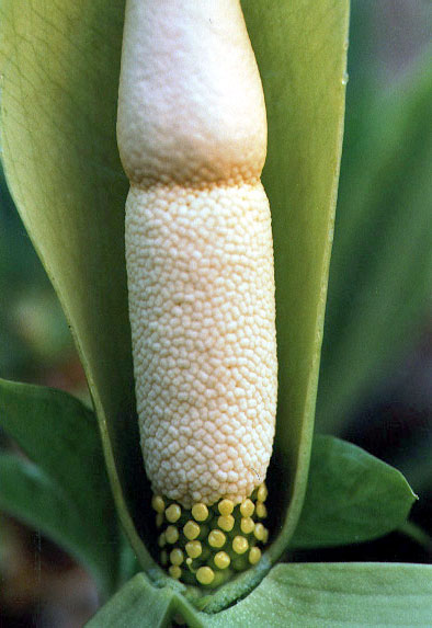 Amorphophallus Symonianus