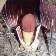 Image of Amorphophallus dracontioides  (Engl.) N.E. Br..