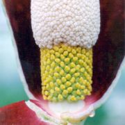 Image of Amorphophallus dunnii  Tutch..