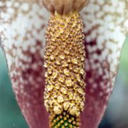 Image of Amorphophallus elatus  Ridl..